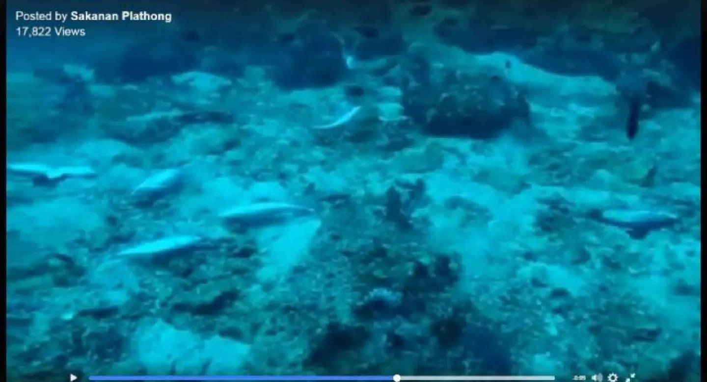 Famous Phang Nga dive site found devastated Famous Phang Nga dive site found devastated