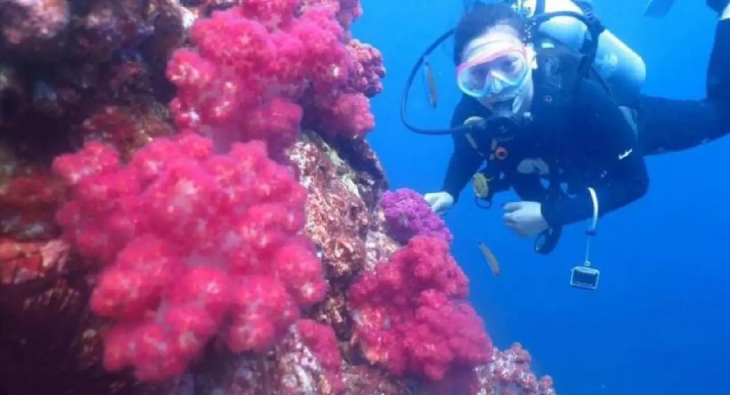 Divers find Richelieu Rock coral reef intact, as FB user apologises for explosion claim Divers find Richelieu Rock coral reef intact, as FB user apologises for explosion claim