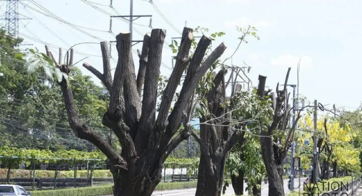 Ofiicials attacked over ‘harsh’ tree-trimming job Ofiicials attacked over ‘harsh’ tree-trimming job