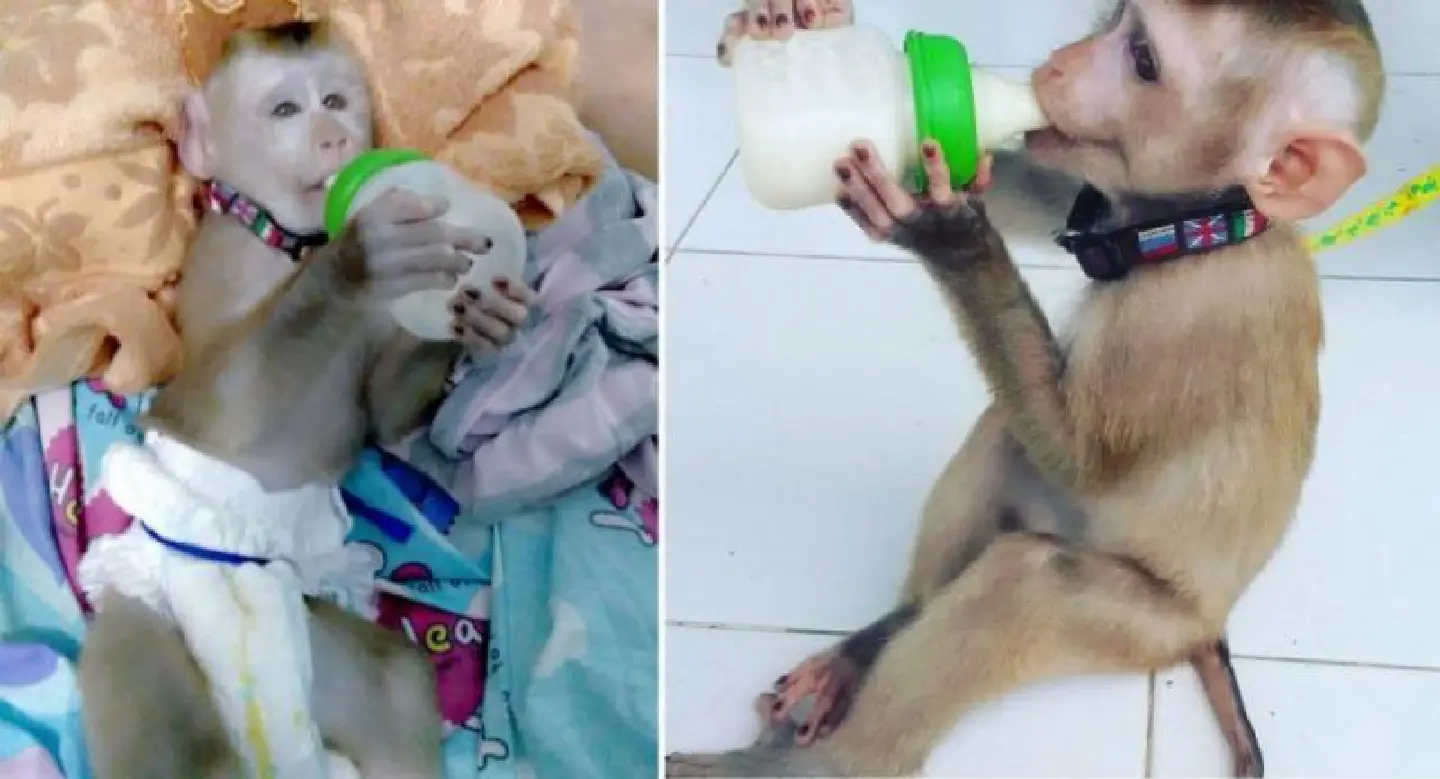Pet monkey caught up in drug case Pet monkey caught up in drug case
