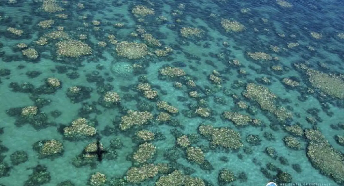 Reef damage could cost Australia a million tourists: study Reef damage could cost Australia a million tourists: study