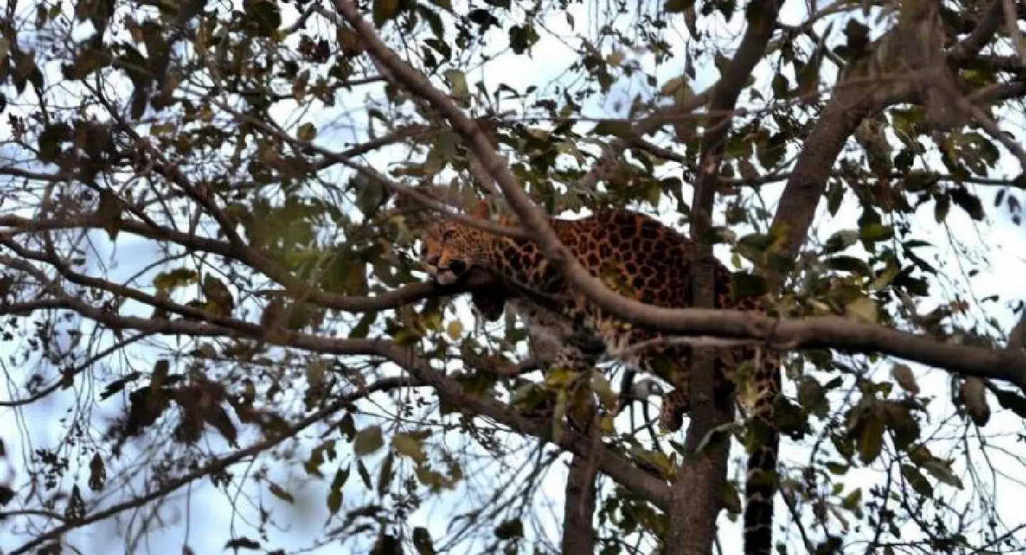 Key leopard population 'crashing', study warns Key leopard population 'crashing', study warns