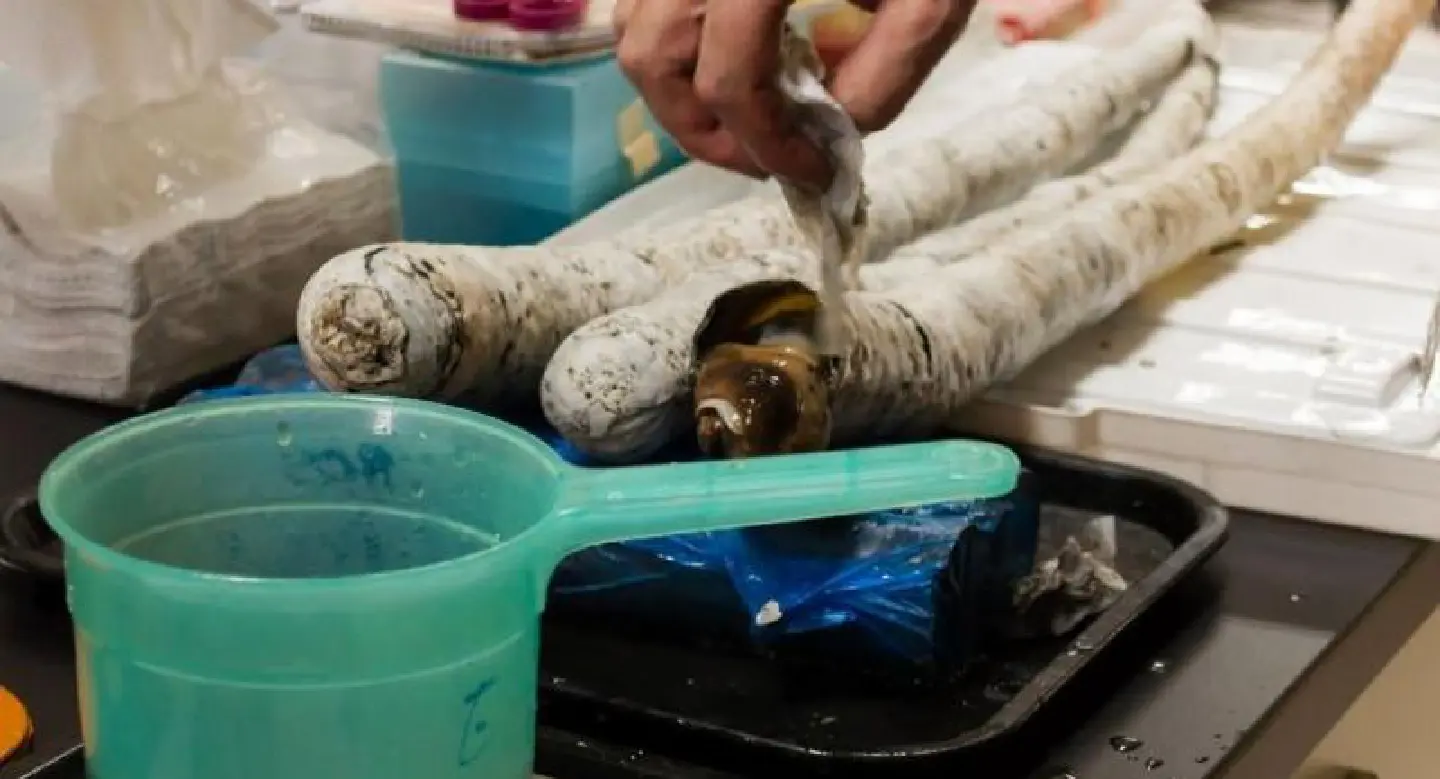 Sulphur-powered giant shipworm unearthed in Philippines Sulphur-powered giant shipworm unearthed in Philippines