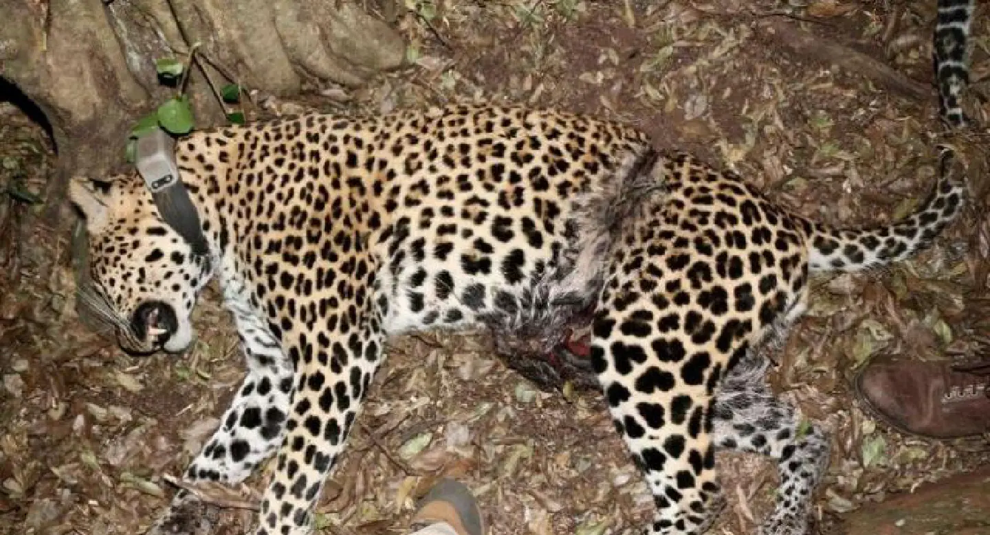 Key leopard population 'crashing', study warns Key leopard population 'crashing', study warns