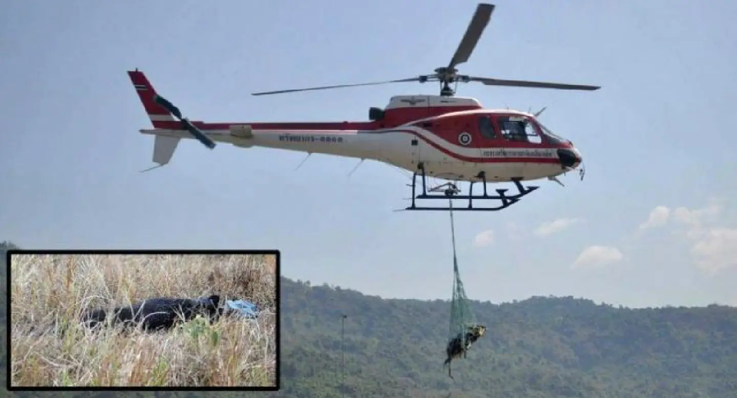 Bear helicopter death prompts new precautions Bear helicopter death prompts new precautions