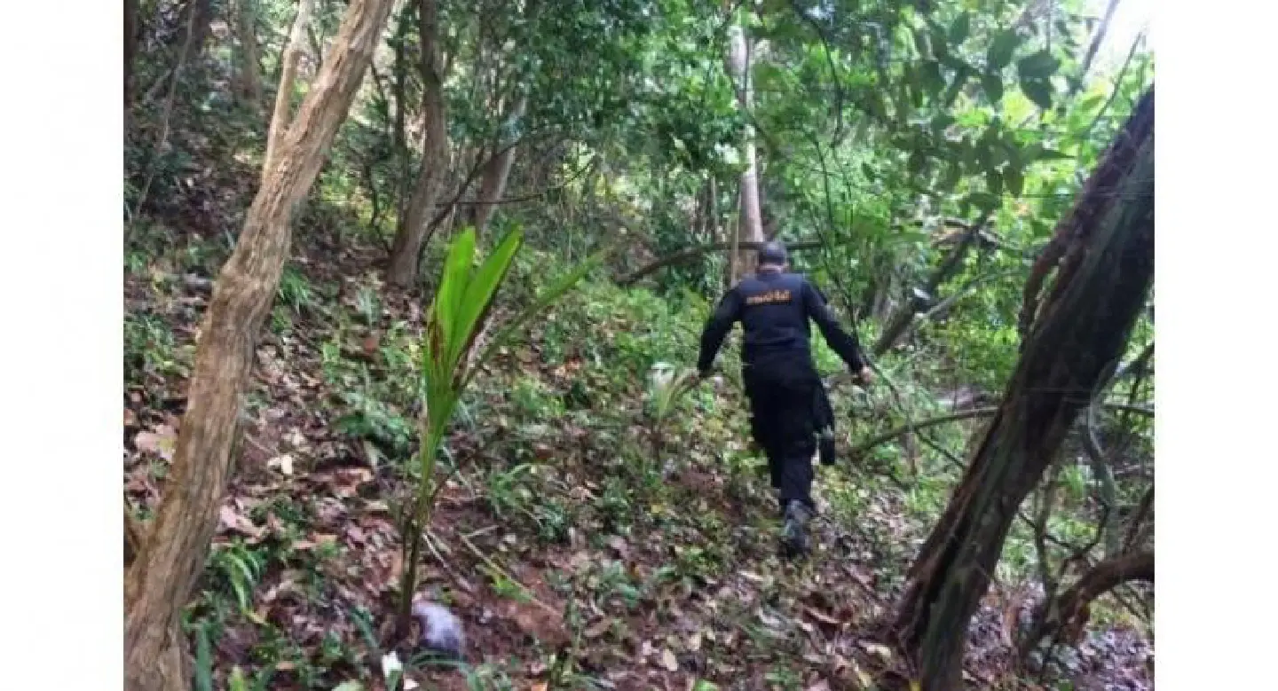 ‘Illegally-planted’ coconut trees found on disputed Naka Noi land ‘Illegally-planted’ coconut trees found on disputed Naka Noi land