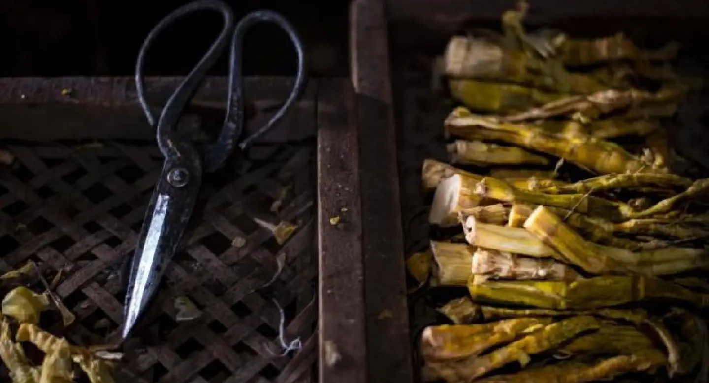 Busy harvest time in China's bamboo forests Busy harvest time in China's bamboo forests