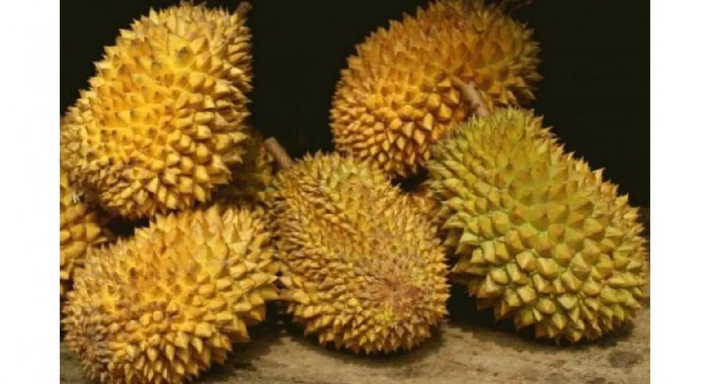 Phuket durian to be upgraded as GI product Phuket durian to be upgraded as GI product