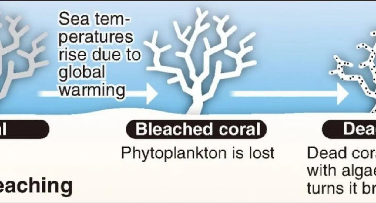 Emergency declaration warns of coral extinction Emergency declaration warns of coral extinction