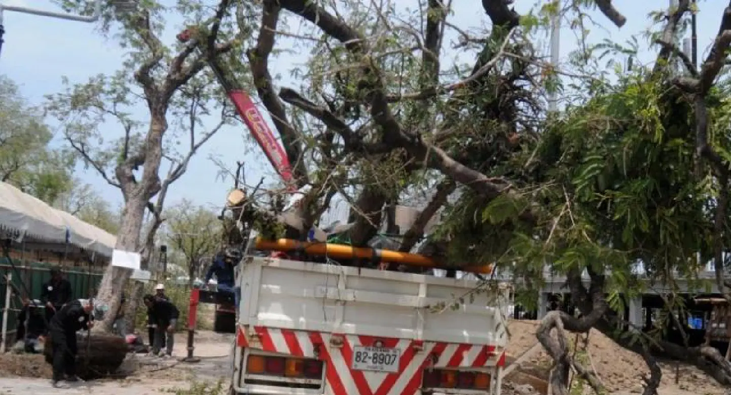 Last tamarind trees removed ahead of Royal cremation Last tamarind trees removed ahead of Royal cremation