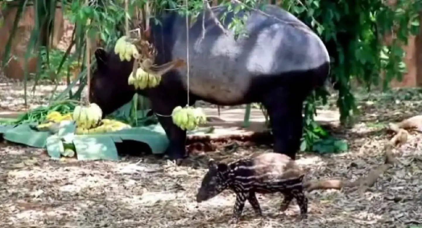 Nakhon Ratchasima Zoo invites public to name baby tapir Nakhon Ratchasima Zoo invites public to name baby tapir