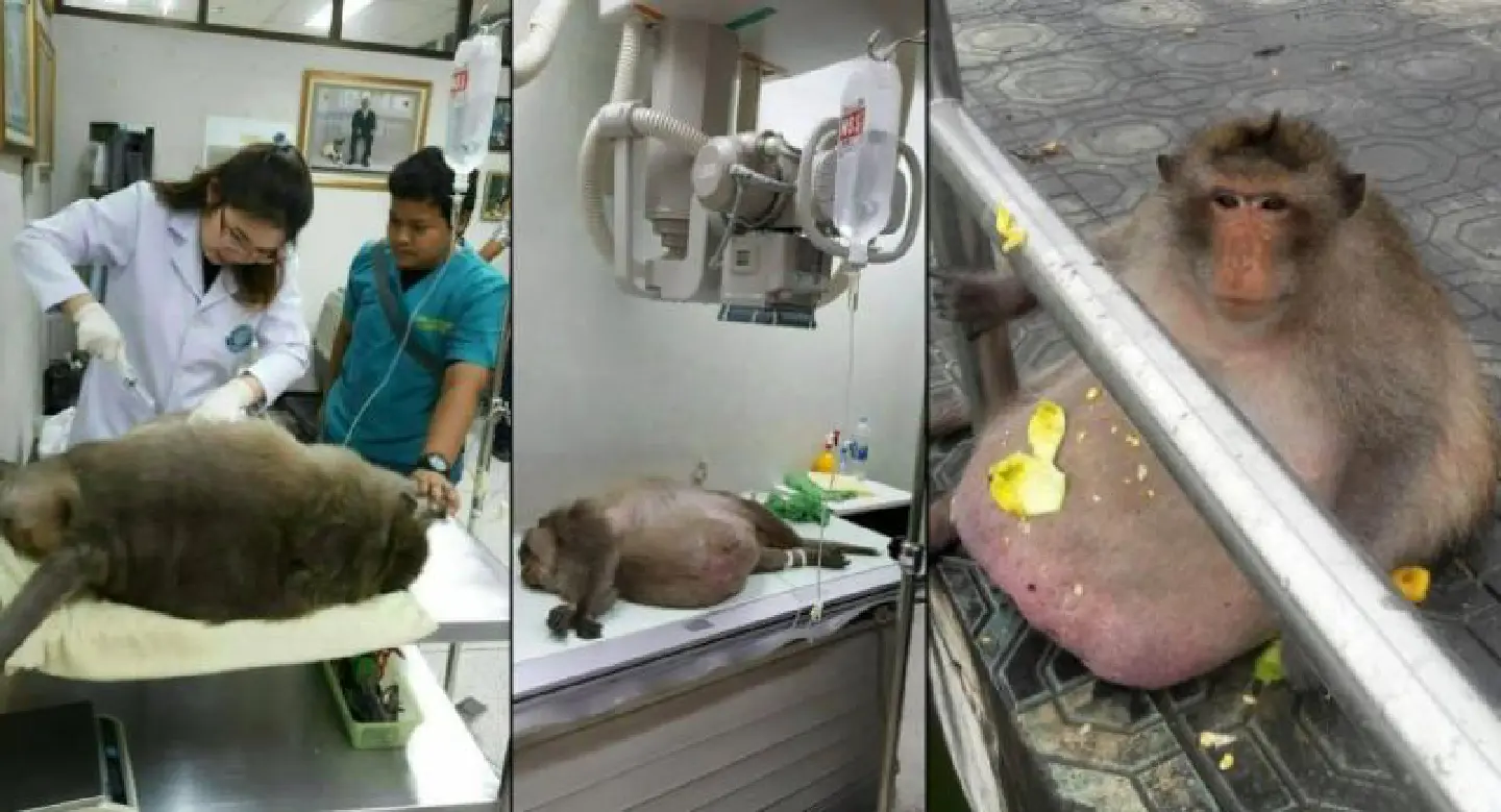 ‘Obese’ long-tailed macaque diagnosed with lung inflammation ‘Obese’ long-tailed macaque diagnosed with lung inflammation