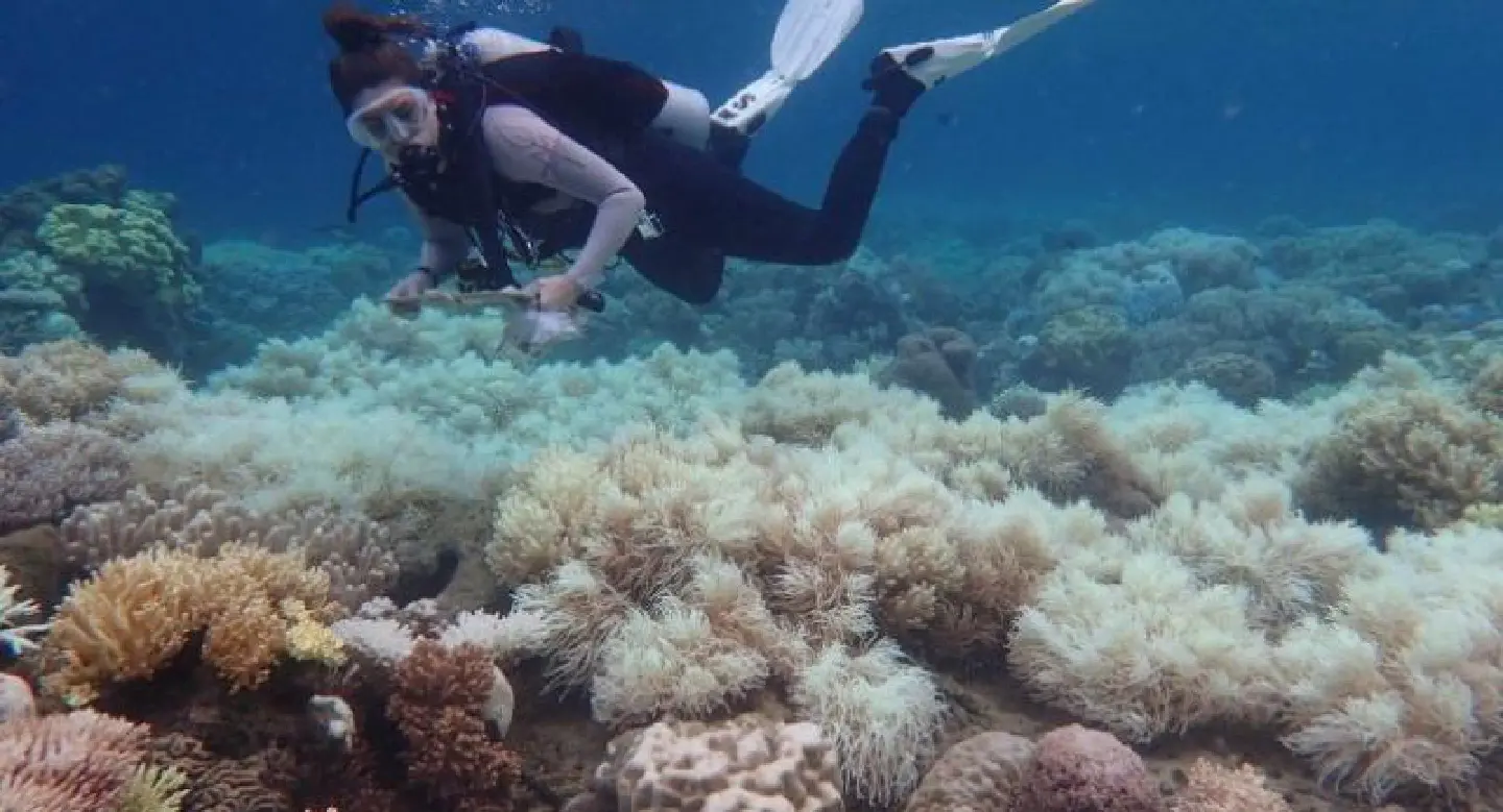 Vinegar offers hope in Barrier Reef starfish battle Vinegar offers hope in Barrier Reef starfish battle