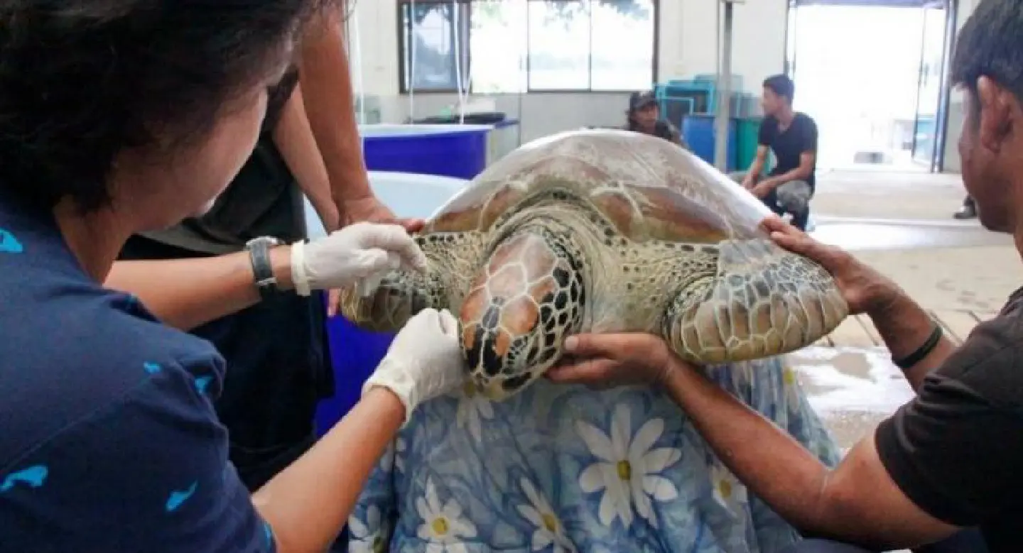 Marine turtle rescued in Chachoengsao Marine turtle rescued in Chachoengsao