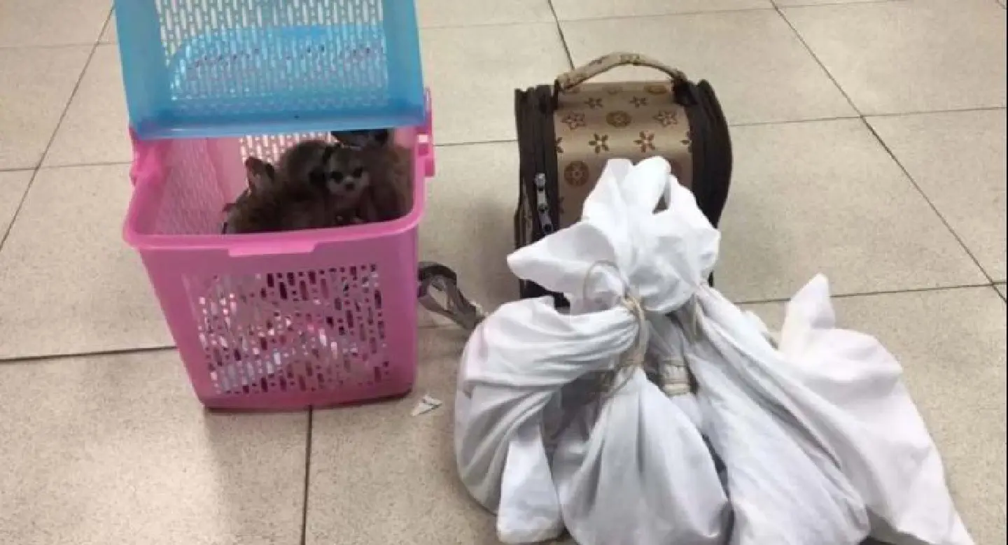 Indian man arrested for allegedly trying to smuggle tortoises, Meerkat babies Indian man arrested for allegedly trying to smuggle tortoises, Meerkat babies