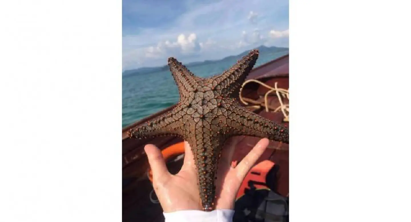 Tourist who clicked selfies with starfish apologises Tourist who clicked selfies with starfish apologises