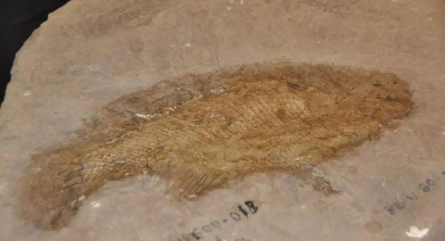 150-million-year-old fossilised fish species found in Nakhon Ratchasima 150-million-year-old fossilised fish species found in Nakhon Ratchasima