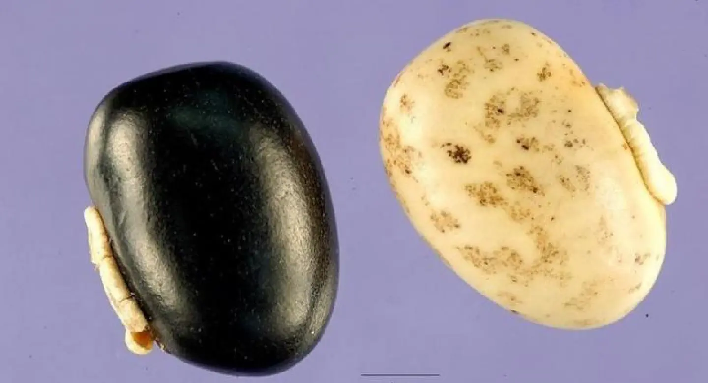 FDA warns against adding mucuna ingredient to foods, supplements FDA warns against adding mucuna ingredient to foods, supplements