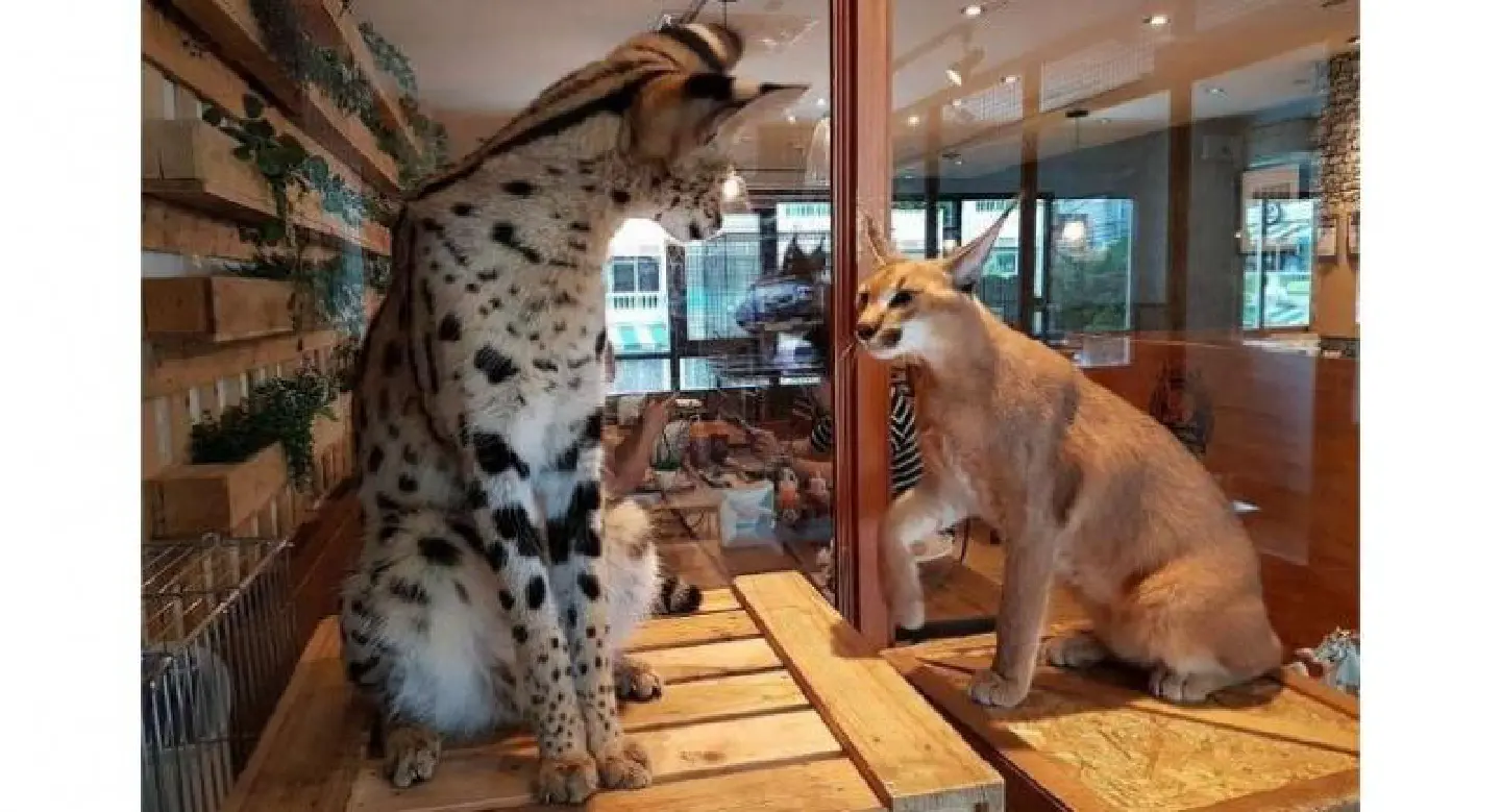 Exotic pet cafes in Thailand cause delight and concern