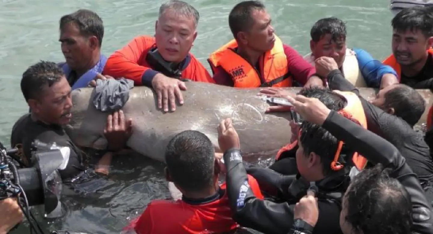Dugongs face extinction in Thailand Dugongs face extinction in Thailand