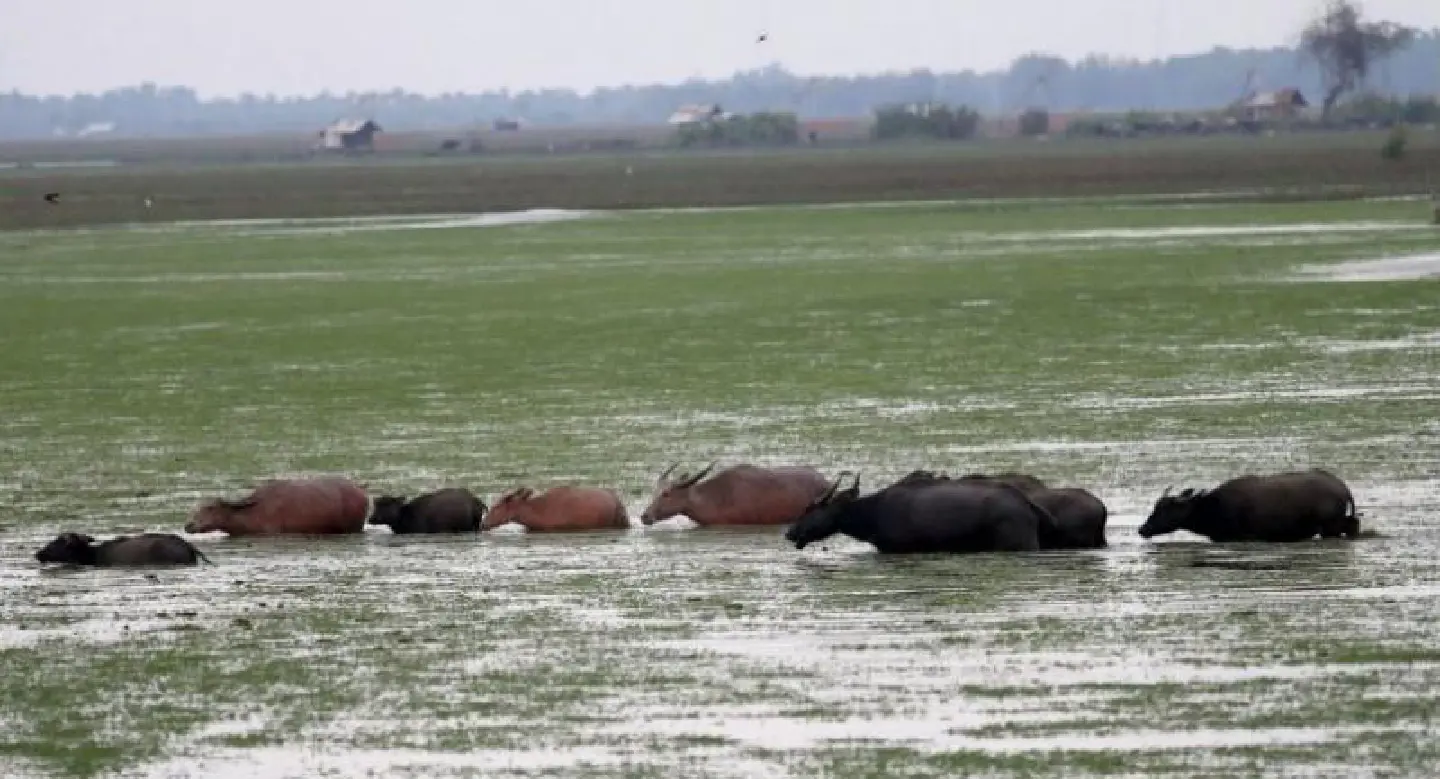 May 14 designated day commemorating preservation of rare buffalo species May 14 designated day commemorating preservation of rare buffalo species