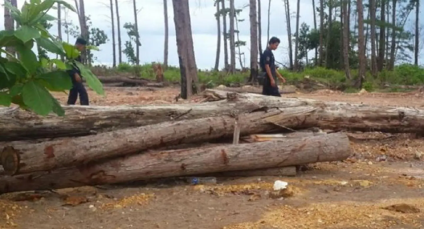 Company land under investigation after hundreds of trees destroyed Company land under investigation after hundreds of trees destroyed