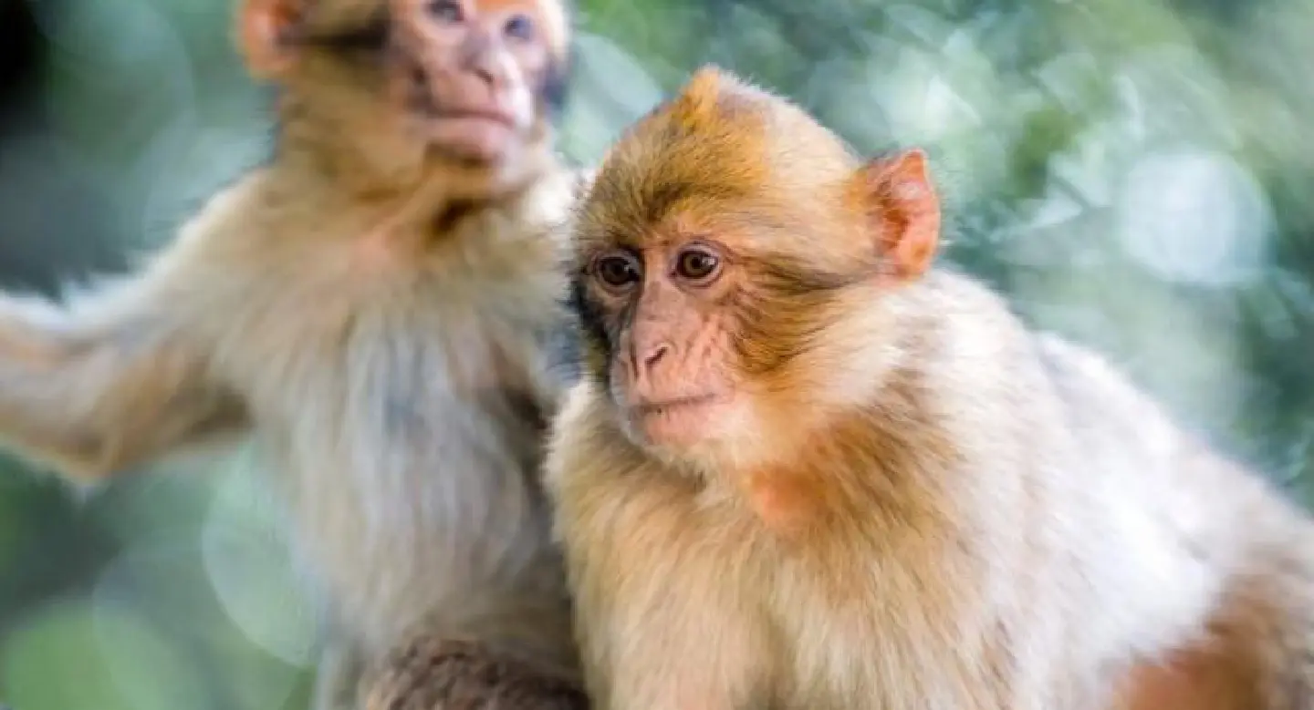 Monkey says, monkey does Monkey says, monkey does