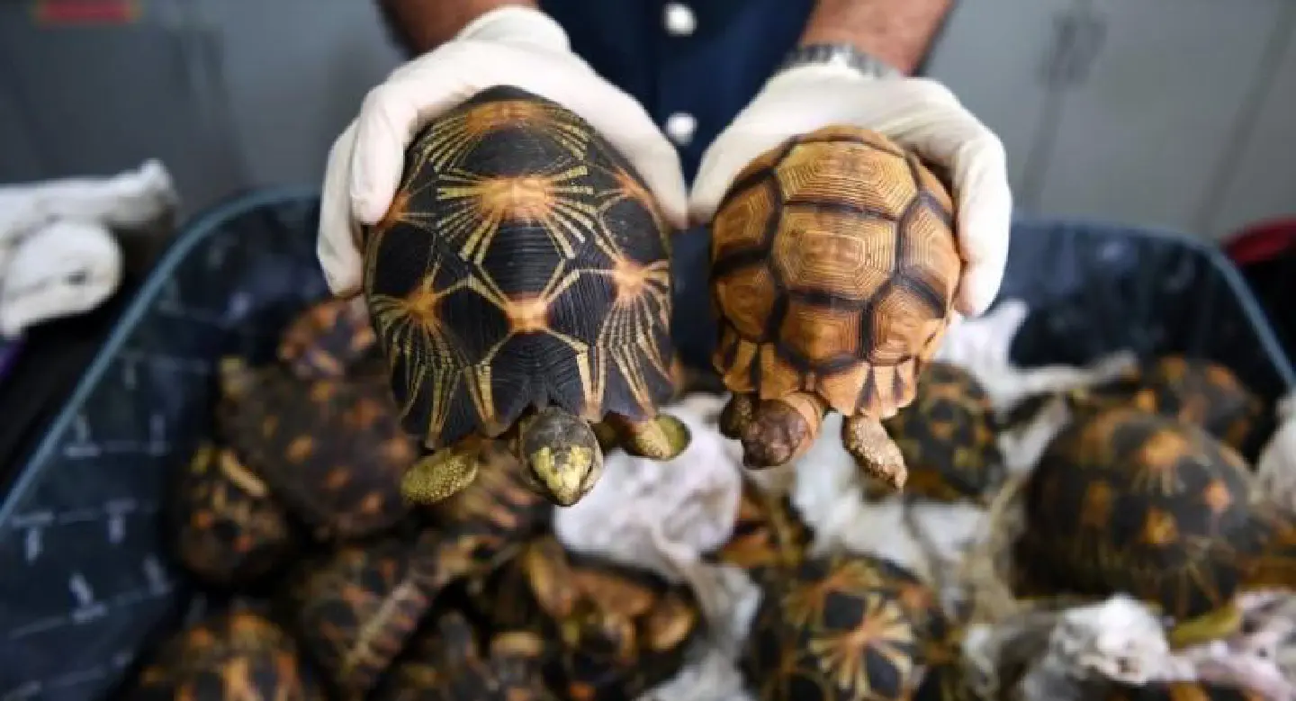 Malaysia seizes smuggled tortoises worth $300,000 Malaysia seizes smuggled tortoises worth $300,000