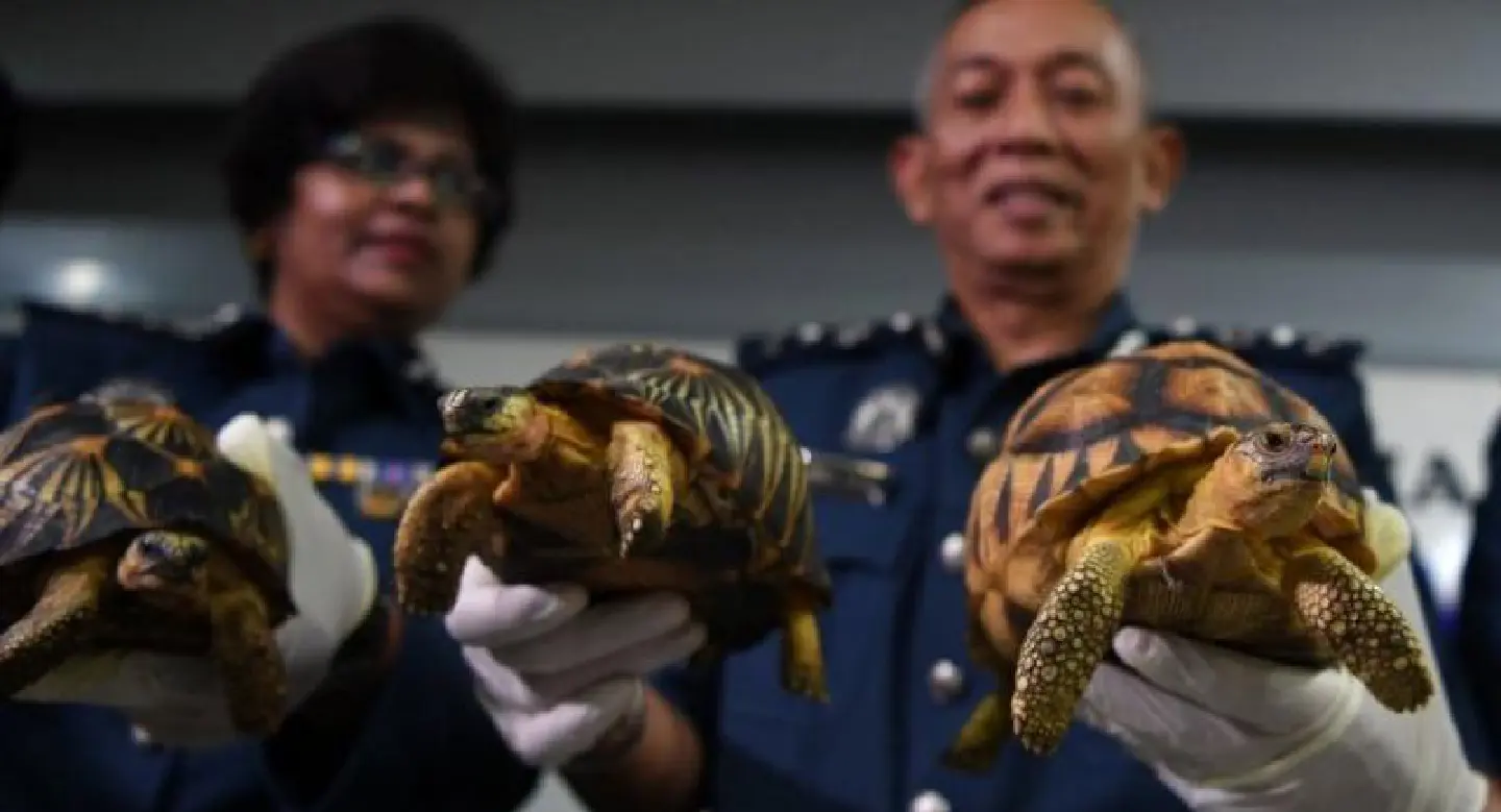 Malaysia seizes smuggled tortoises worth $300,000 Malaysia seizes smuggled tortoises worth $300,000