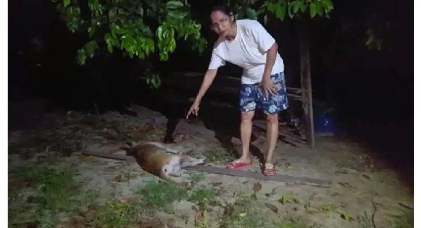 Hunt for temple staffer who threw dog to its death Hunt for temple staffer who threw dog to its death