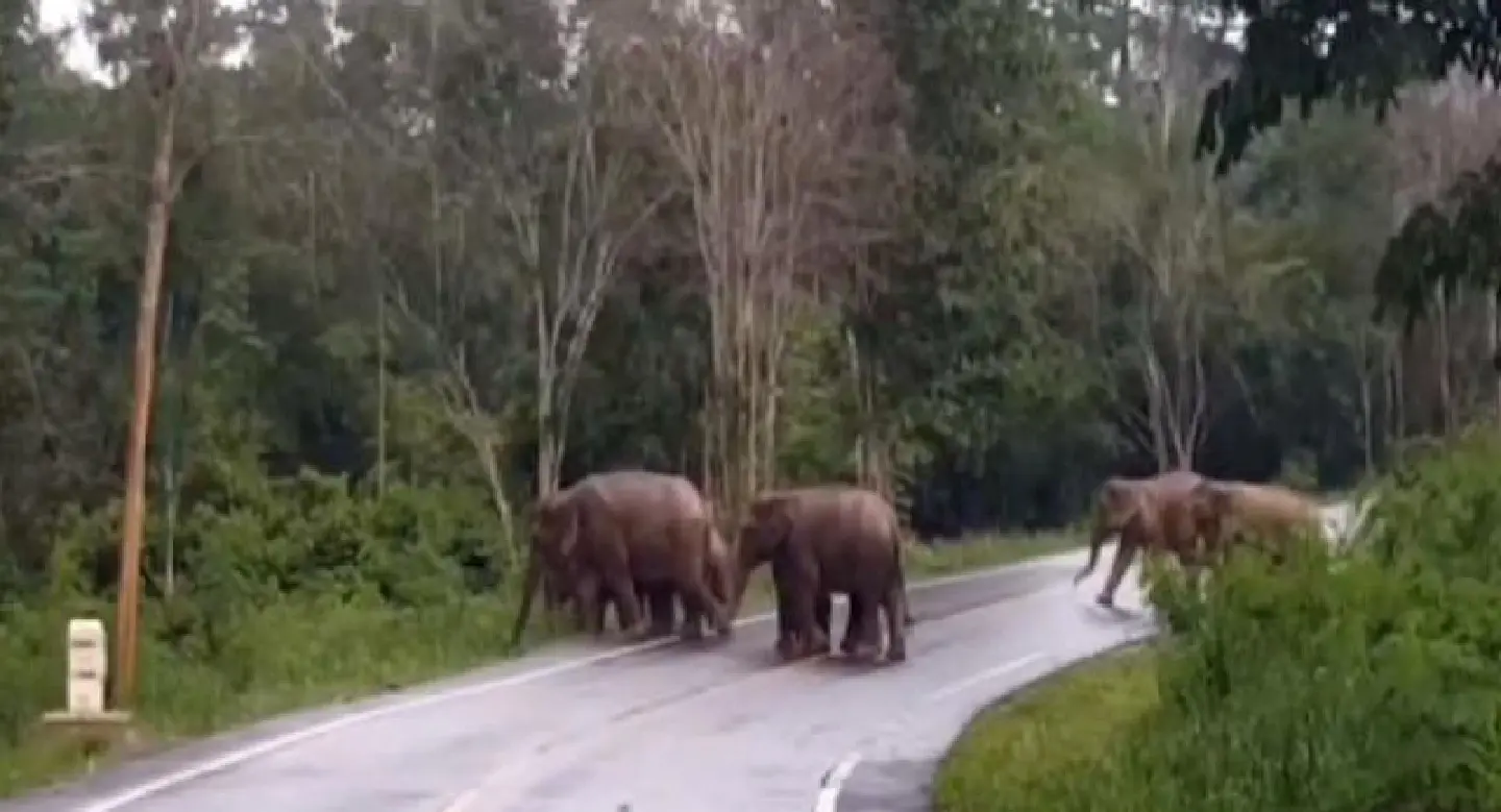 Drivers told to beware of elephants on road through Kaeng Krachan National Park Drivers told to beware of elephants on road through Kaeng Krachan National Park