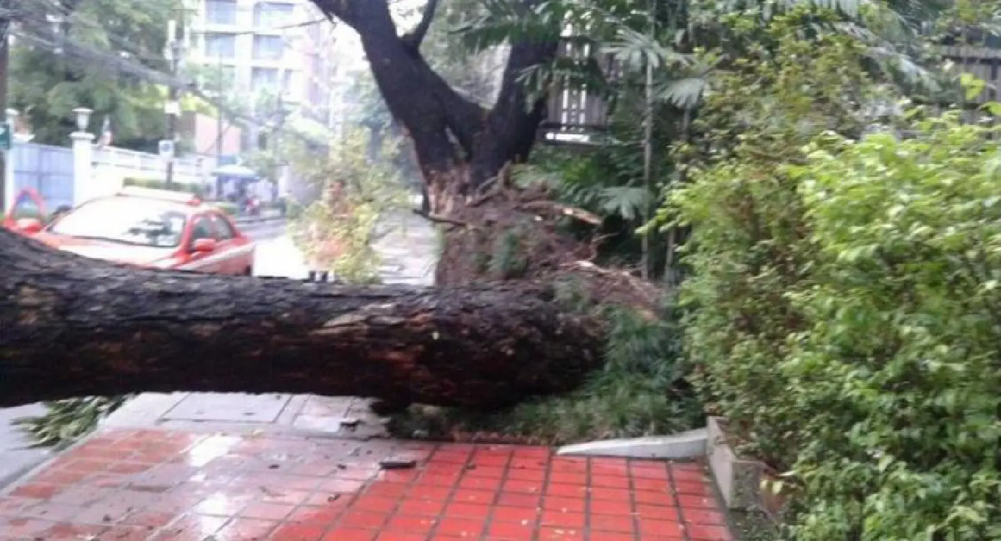 Fallen tree causes traffic congestion in Thong Lor Fallen tree causes traffic congestion in Thong Lor
