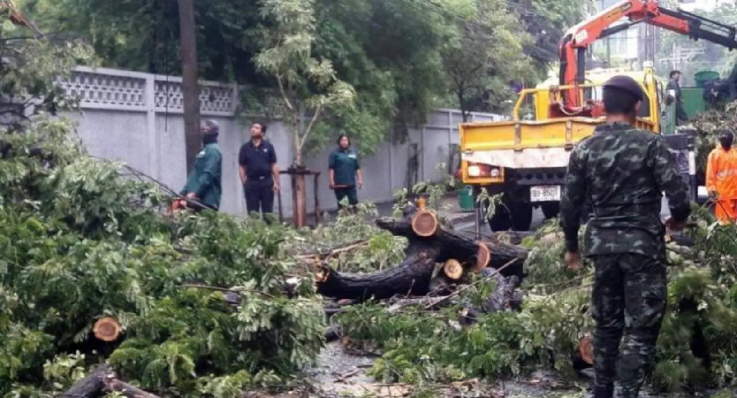 Spate of injuries caused by falling trees prompts BMA warning to owners Spate of injuries caused by falling trees prompts BMA warning to owners