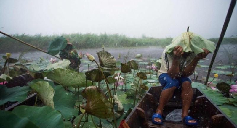 After 10-year gap, Thai lotuses bloom again