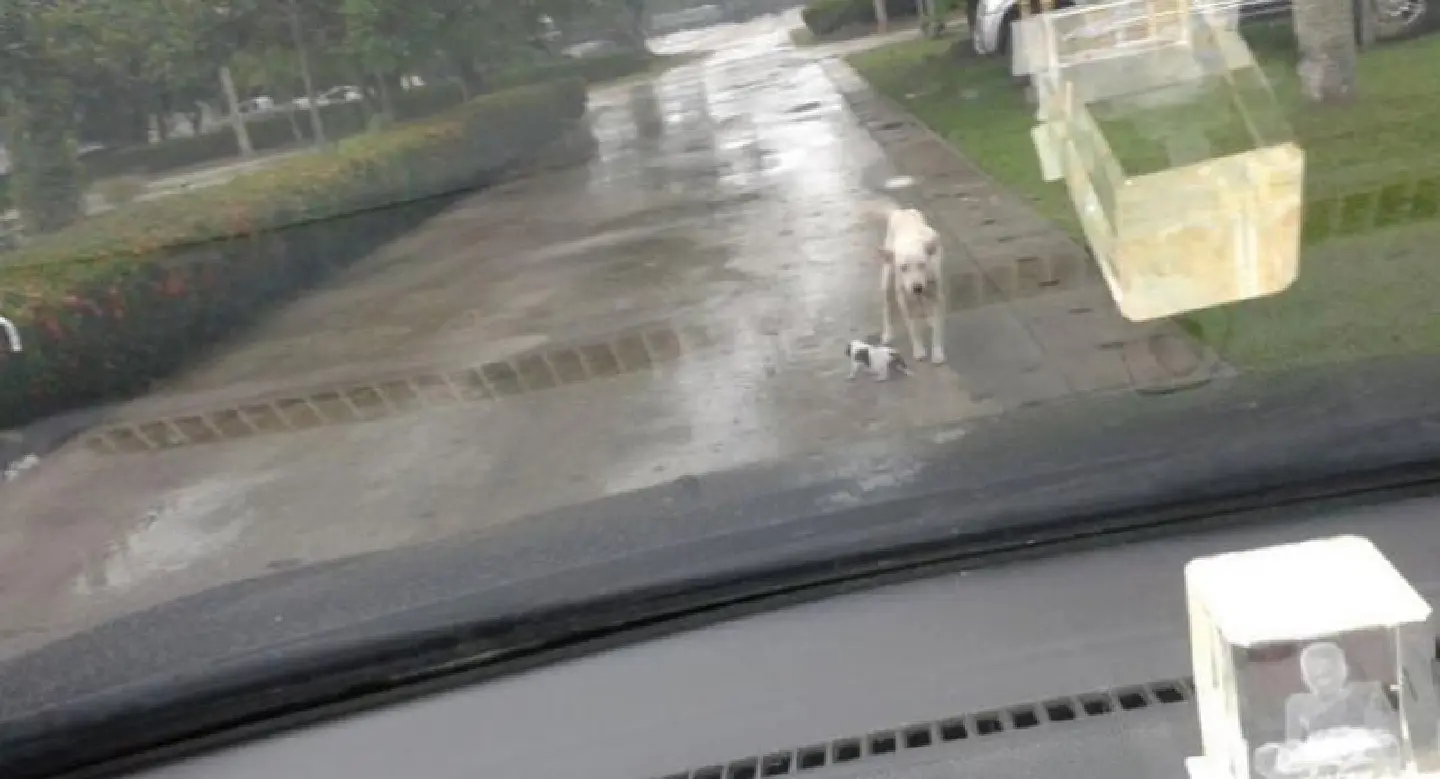 FB post of caring mother dog in Yala goes viral FB post of caring mother dog in Yala goes viral