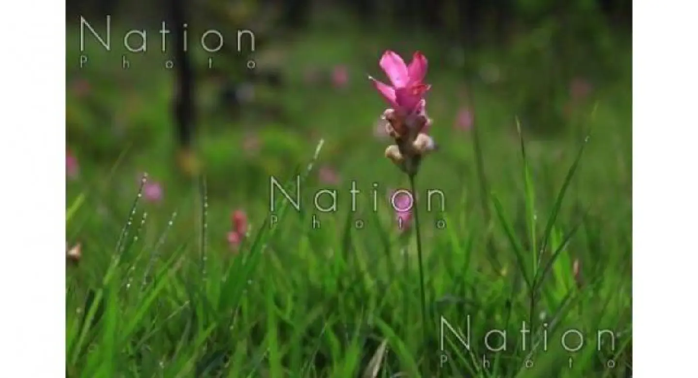Chaiyaphum prepares for spectacular ‘Siam tulip’ show 