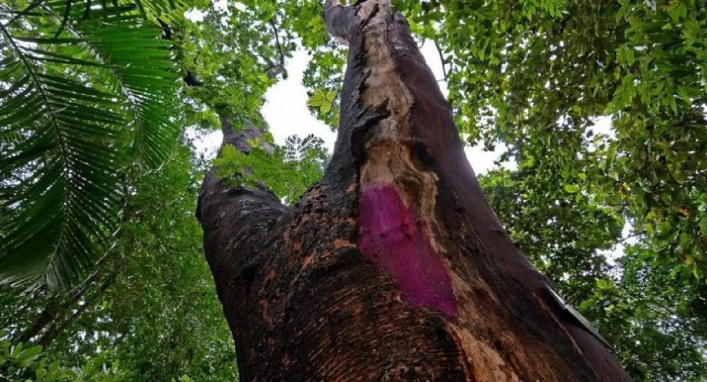 Bangkok eyes its dangerous trees Bangkok eyes its dangerous trees