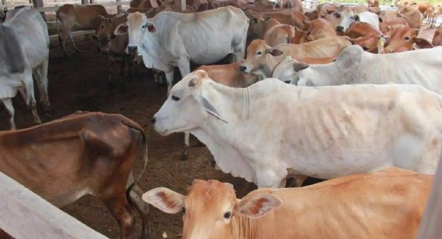 Vietnam looks to import cattle from across the border Vietnam looks to import cattle from across the border