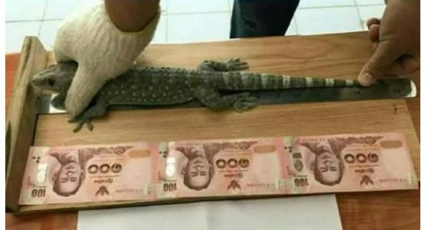 Hoax or not, Thai geckos fetch big prices for supposed medicinal properties Hoax or not, Thai geckos fetch big prices for supposed medicinal properties