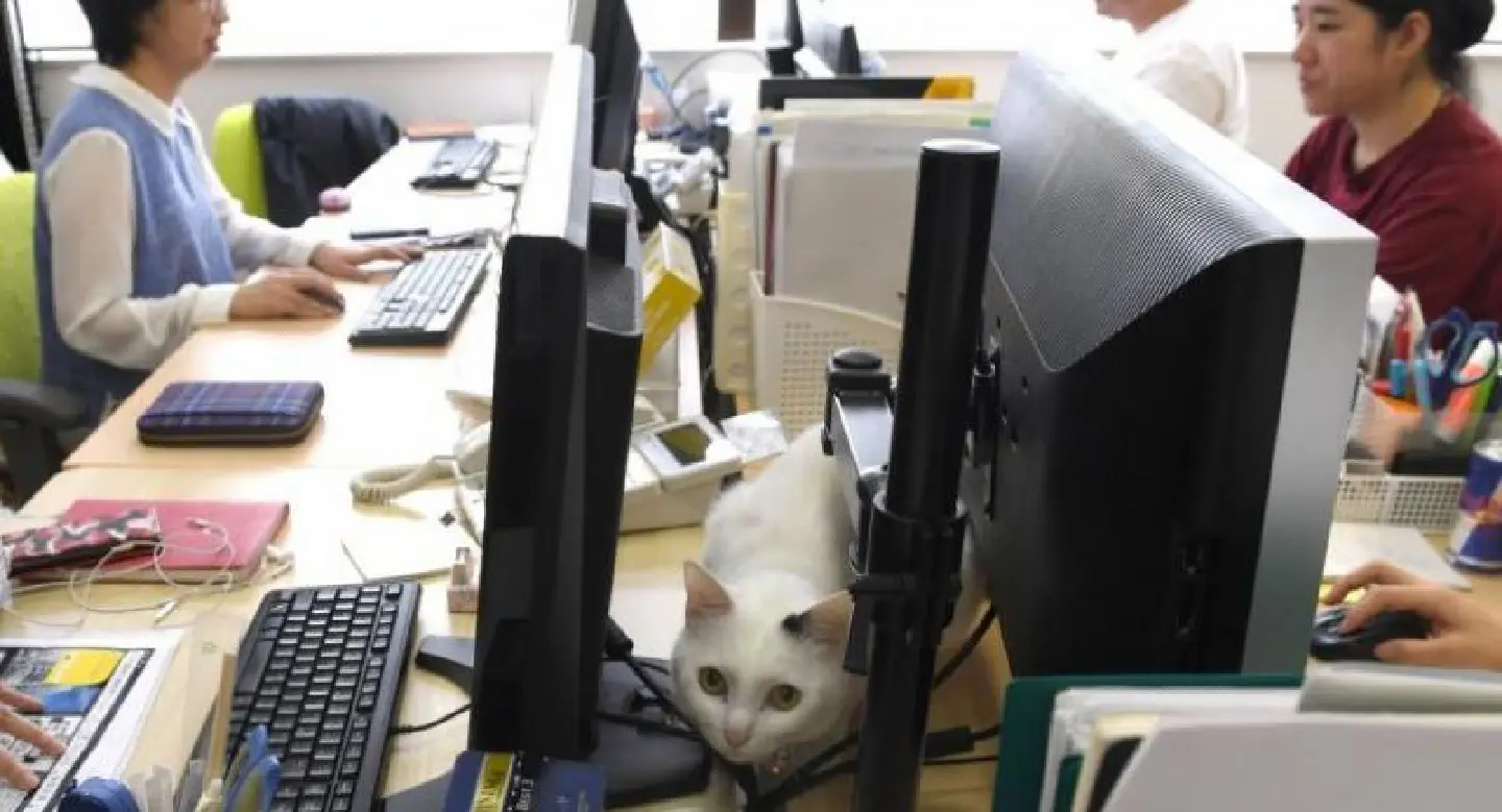 Feline good Feline good