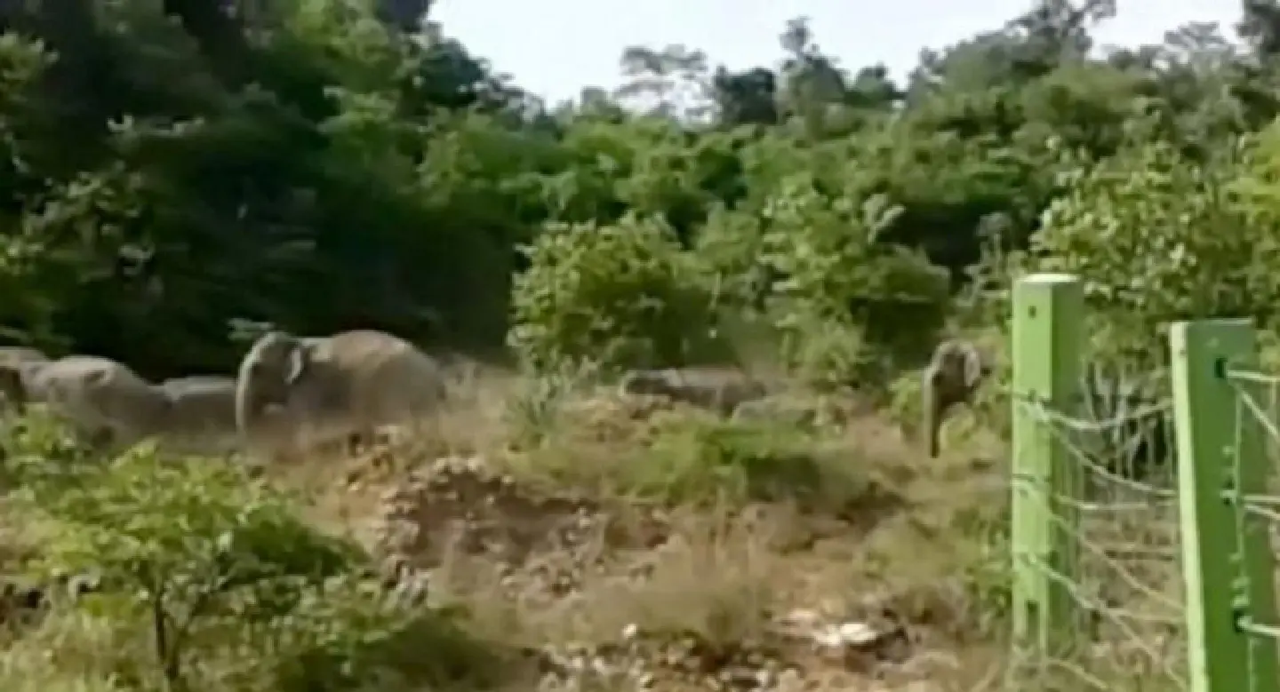 Concern over worsening wild elephant behaviour after durian farm raided Concern over worsening wild elephant behaviour after durian farm raided
