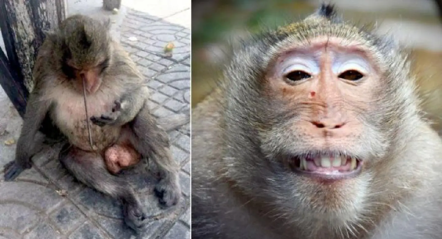 Wildlife foundation rescues monkey wounded by quarrel on outskirts of Bangkok