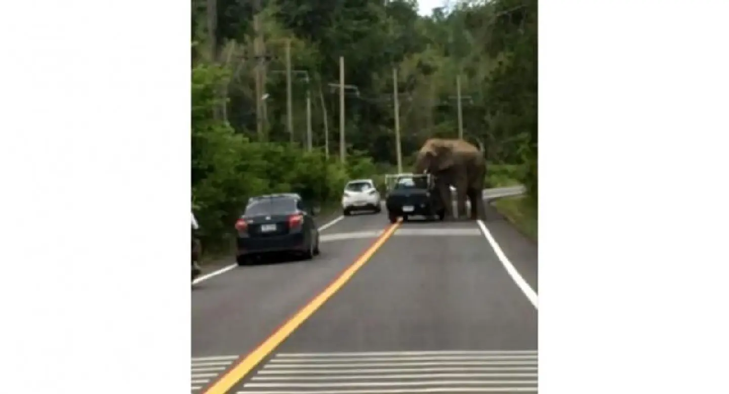 Safety worries as wild elephants steal from trucks Safety worries as wild elephants steal from trucks