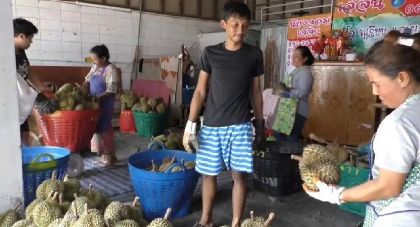 Durian orchard owner in Chumphon hangs himself Durian orchard owner in Chumphon hangs himself