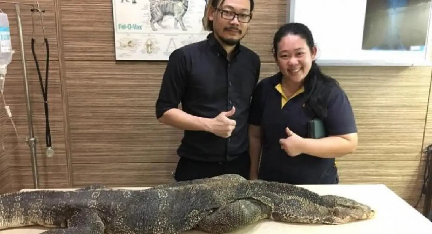 Vet wins online praise for helping paralysed monitor lizard