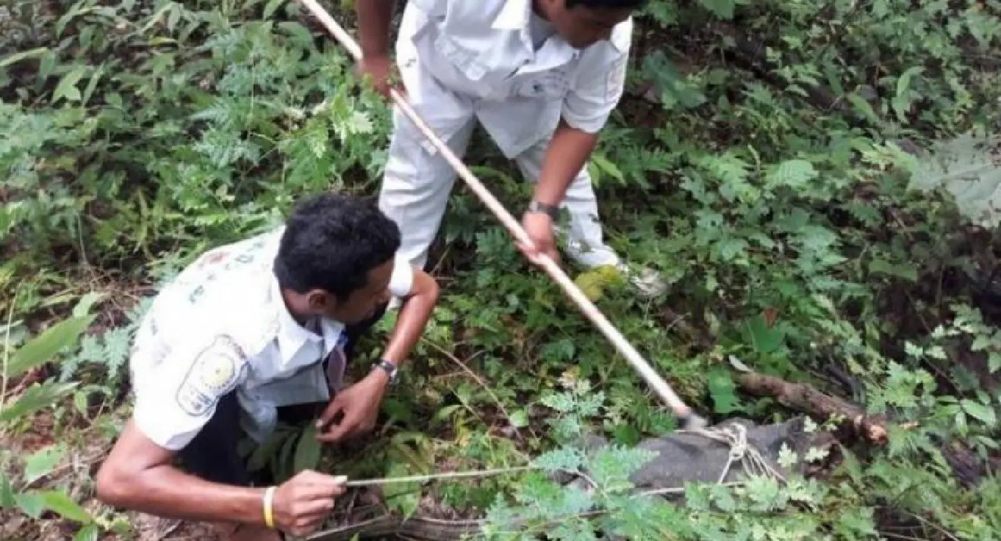 10kg monitor lizard found in Phuket home 10kg monitor lizard found in Phuket home