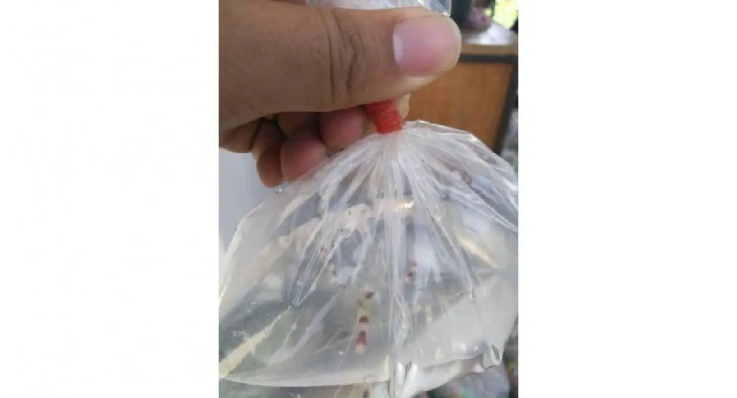 Protected marine species bagged for bus ride, driver held Protected marine species bagged for bus ride, driver held