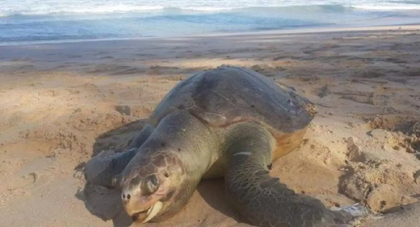 Another dead marine creature washes up on Phuket beach Another dead marine creature washes up on Phuket beach
