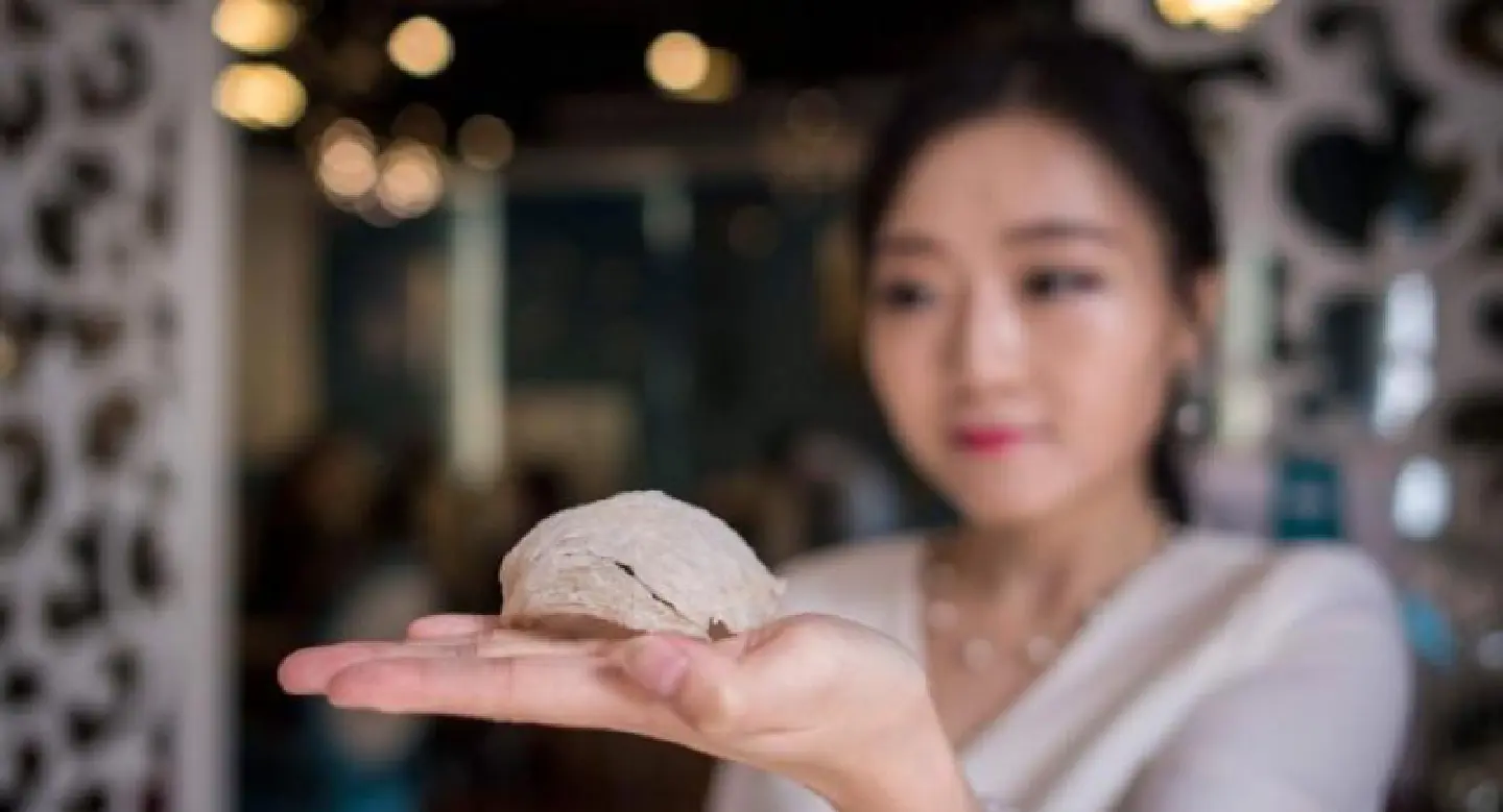 Myanmar's edible bird nest industry comes home to roost Myanmar's edible bird nest industry comes home to roost