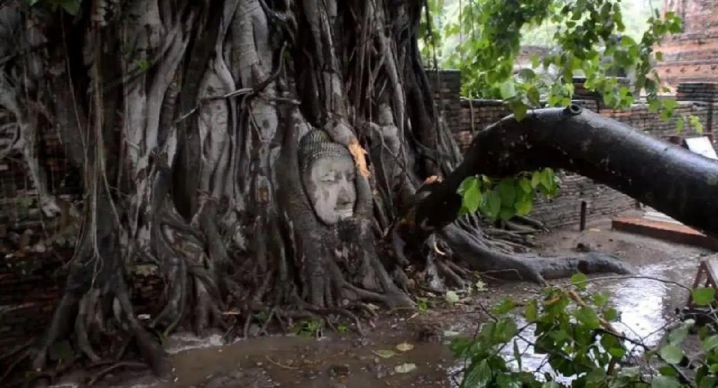 Near miss for world-famous Ayutthaya Buddha face Near miss for world-famous Ayutthaya Buddha face